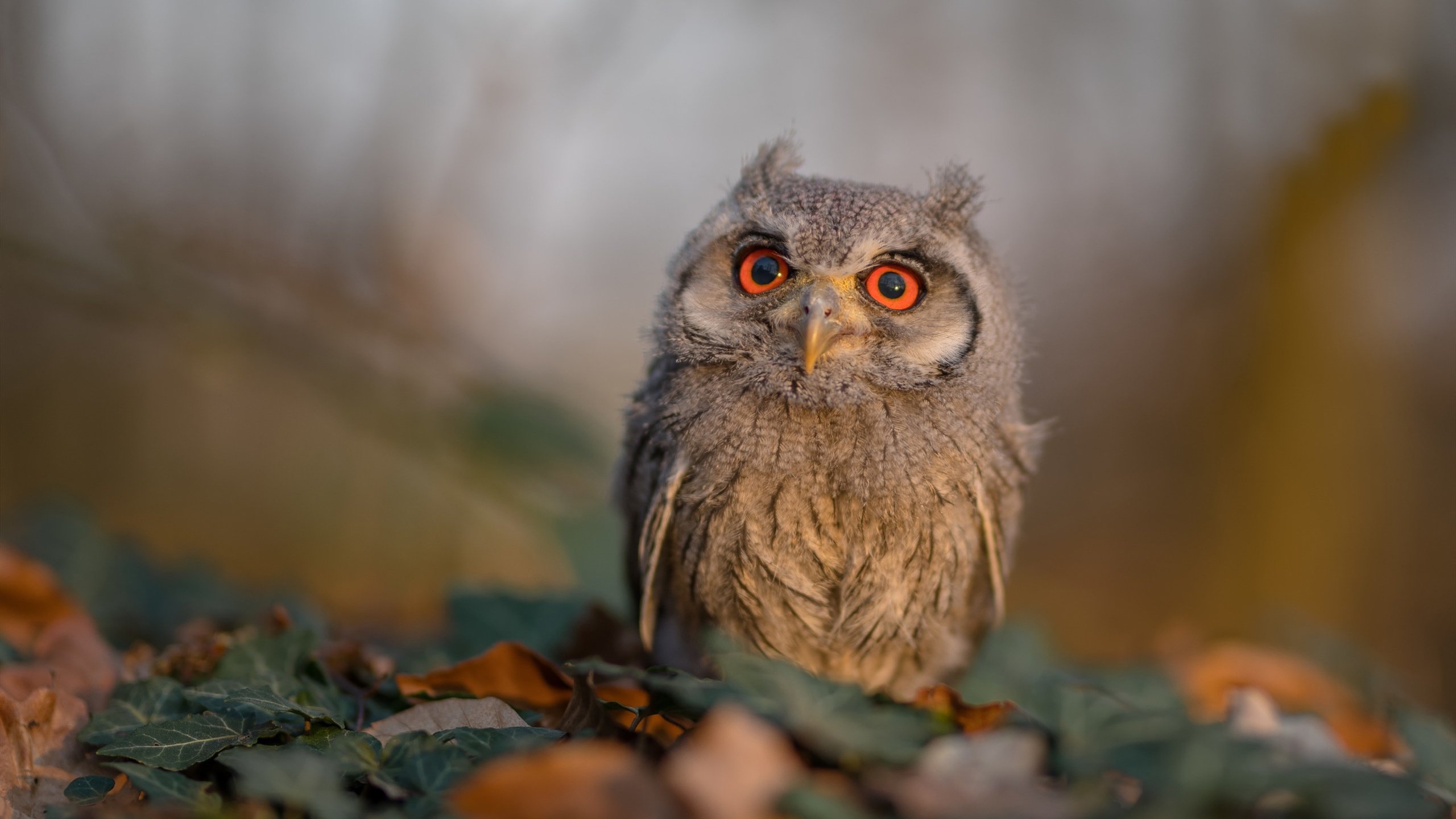 莱万关键一击定乾坤，苏格兰稳扎稳打力克沙特